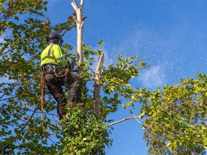 ¿Cuál es la época de poda de árboles?